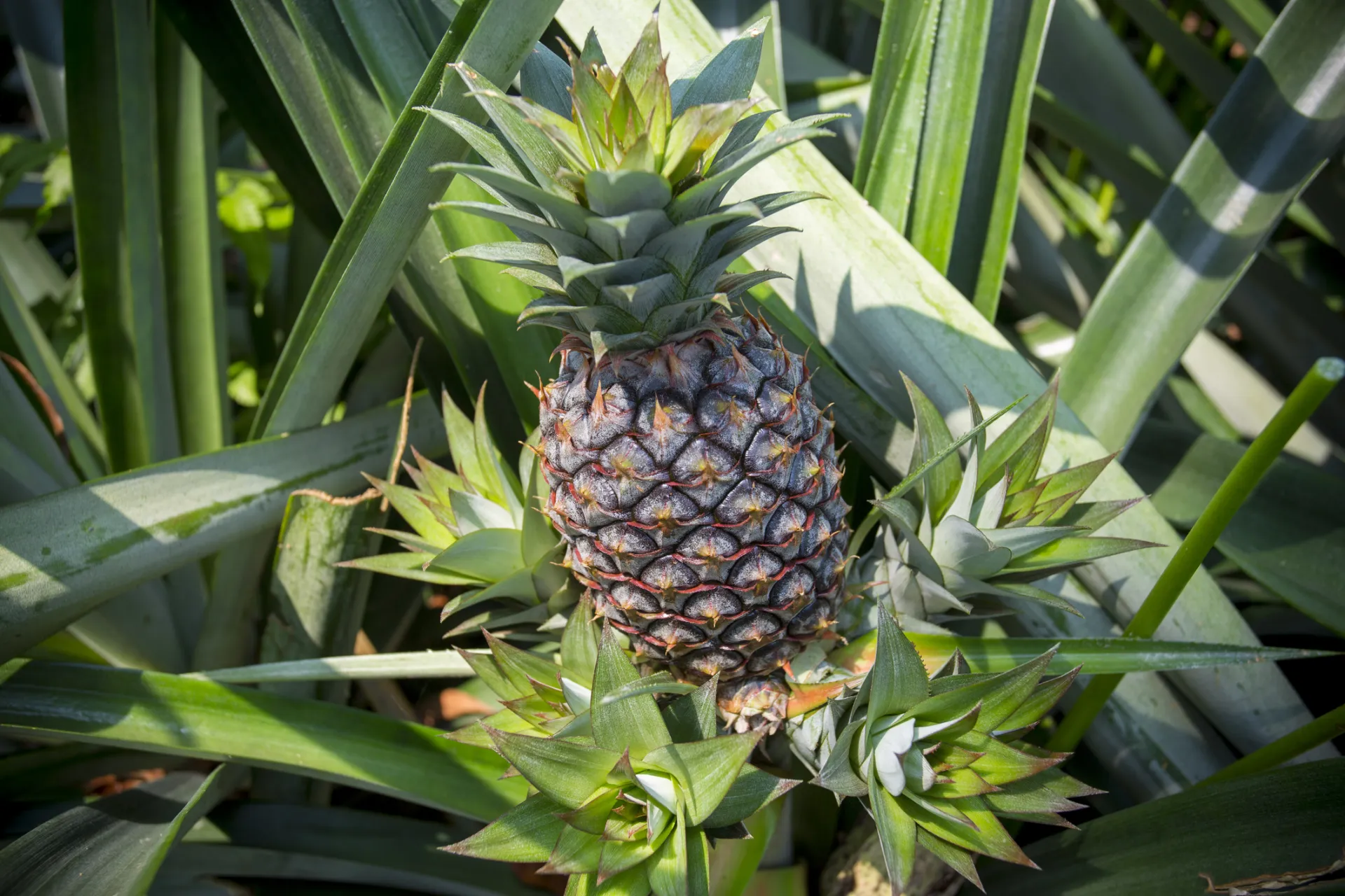 Green pineapple fruit growing in the garden