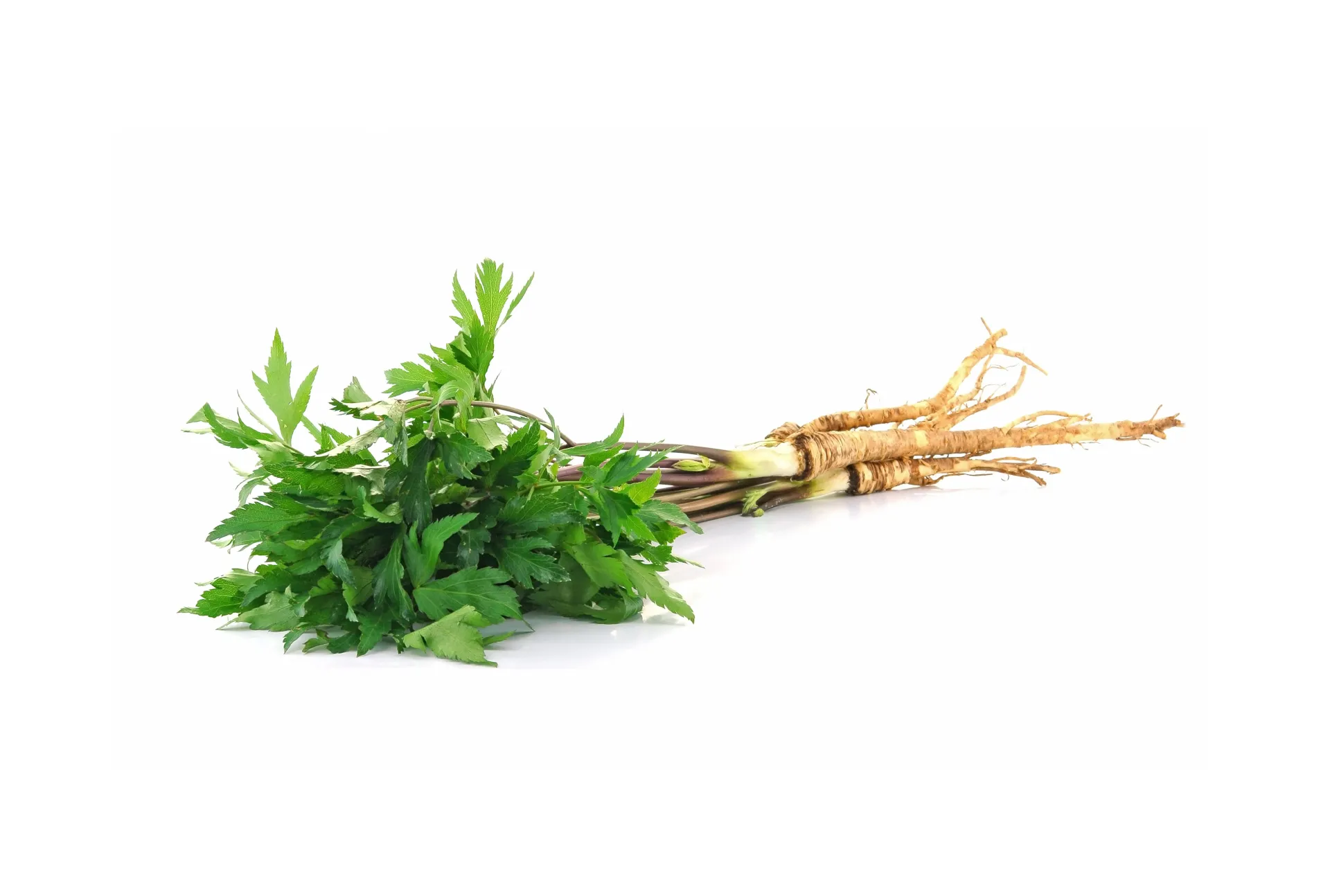 Lovage isolated on white background