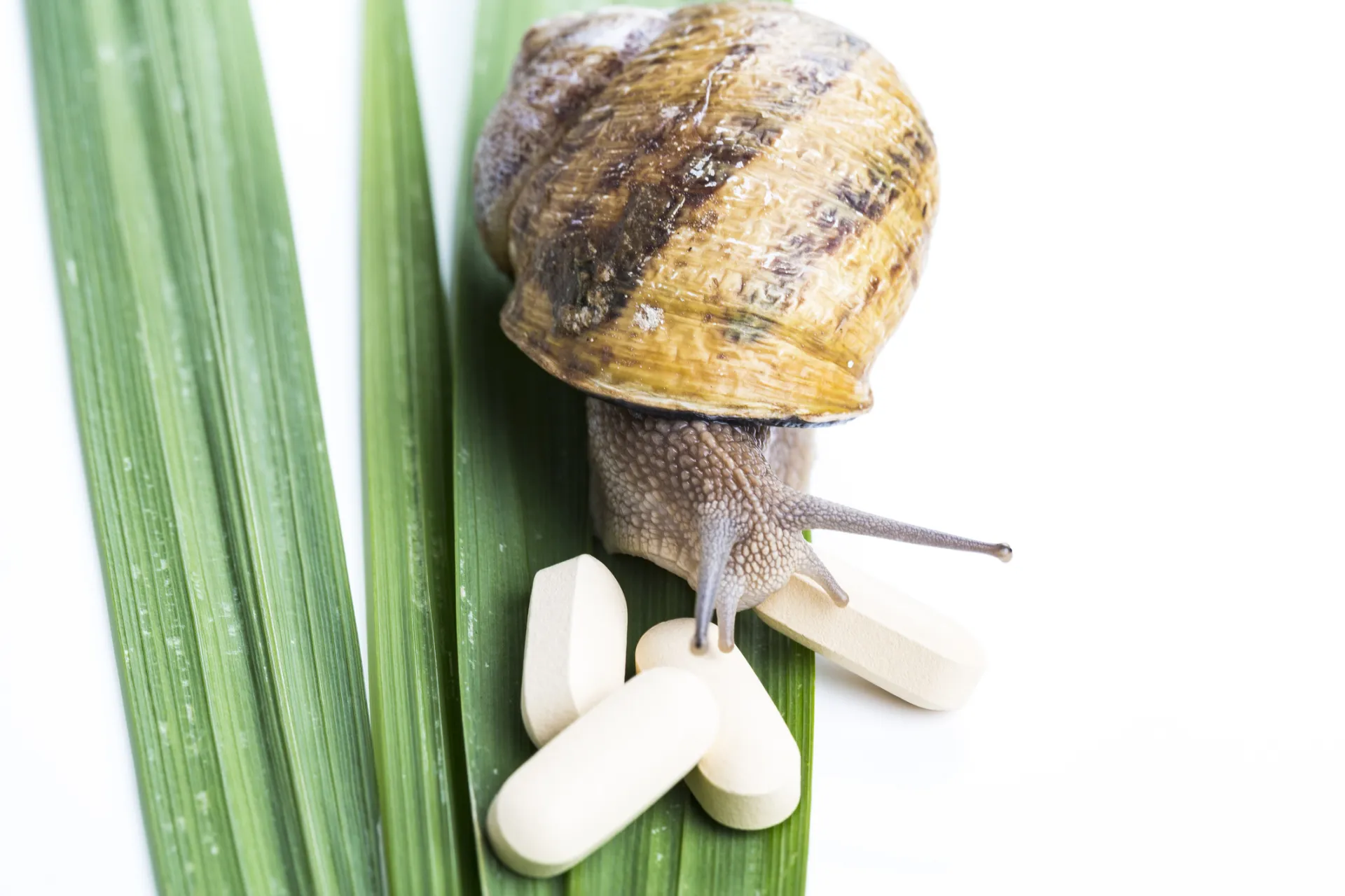 Large live brown snail with pills on green natural leaf