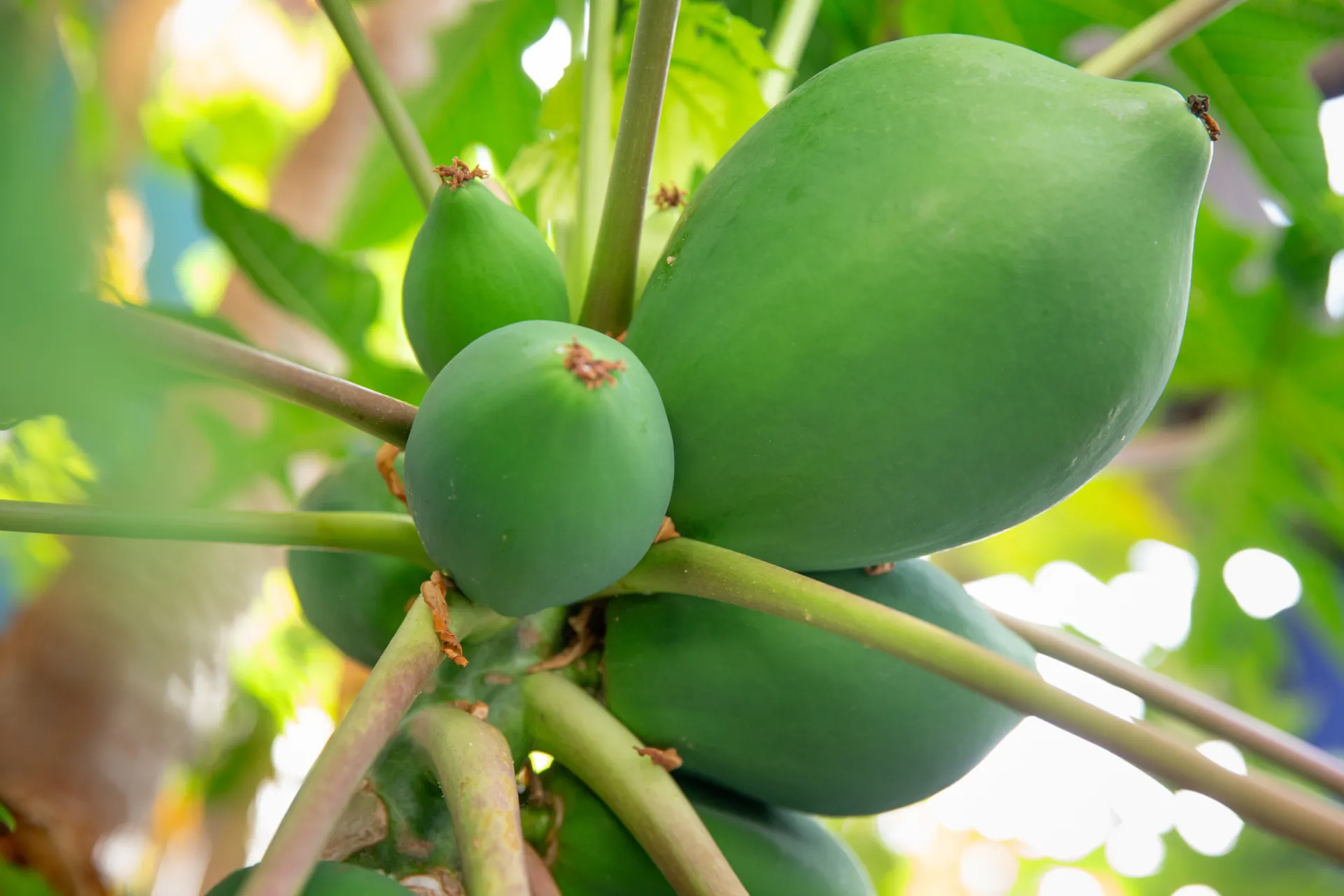 Papaya tree and fruit from below