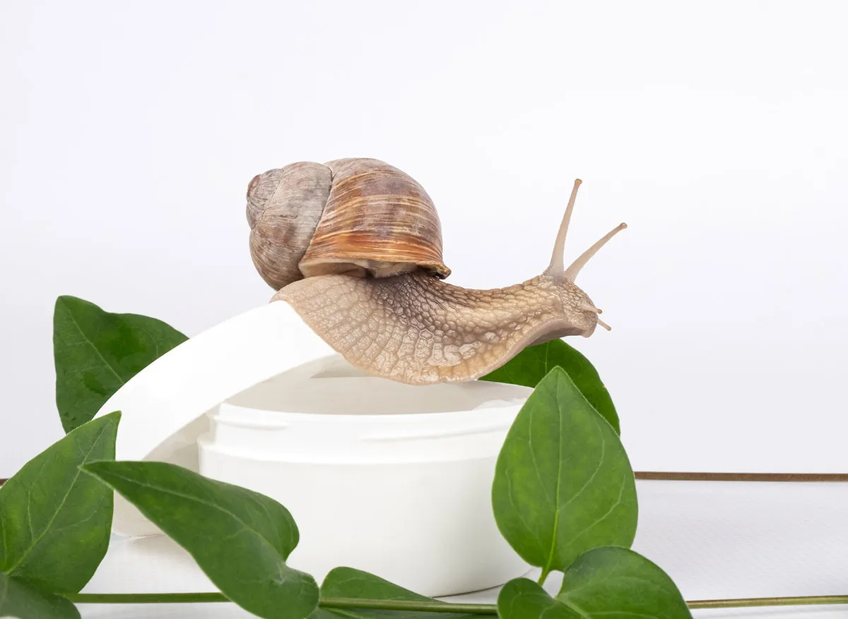 snail extract