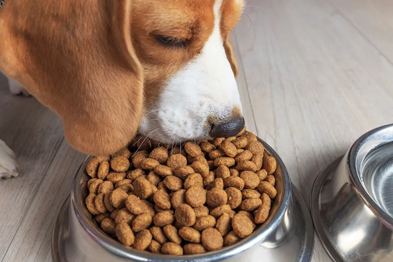 Dog eating