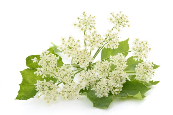 Angelica archangelica flowers