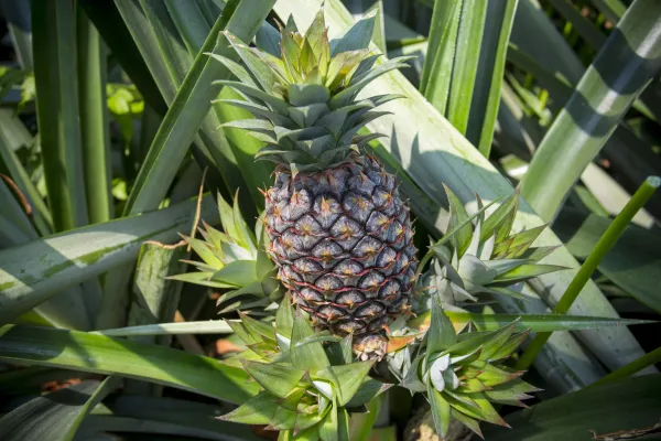 Green pineapple fruit growing in the garden
