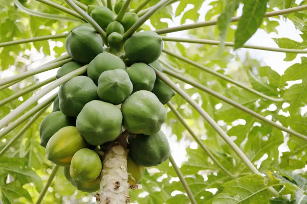 Close-up of papaya tree and fruits