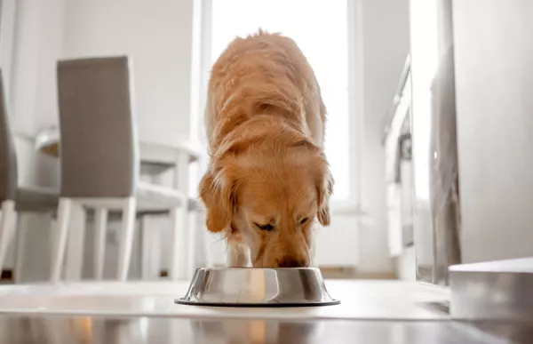 natix-pet-food.jpg